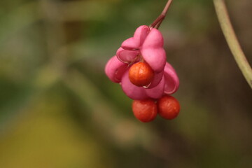 spindle tree blooming  close up on the autumn background