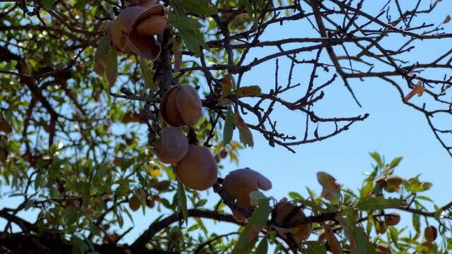 An almond tree hung with ripening green nuts against a sunny sky. Unripe green almonds hanging from the branches on a sunny day. Fresh green almond fruits on a tree, through the sun's rays. 4К