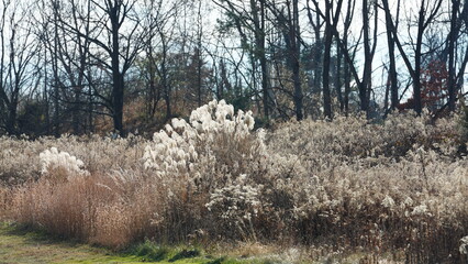 The wild forest view in the countryside of the city in winter