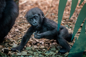 Expressive baby gorilla at the zoo
