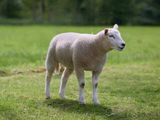 Cute white lamb on meadow