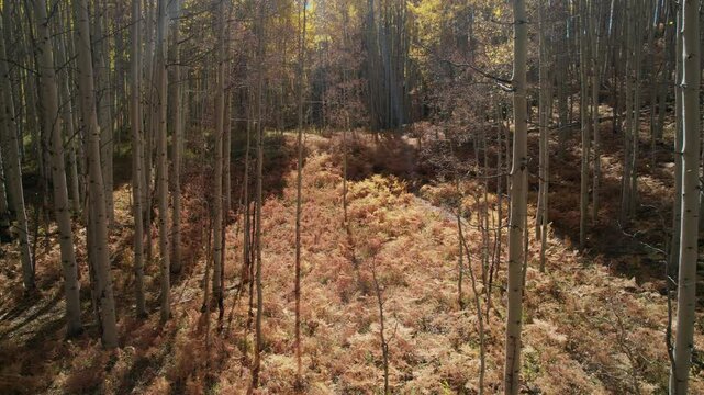 Raining Yellow Leaves In A Large Aspen Grove. Pan Down Then Hold