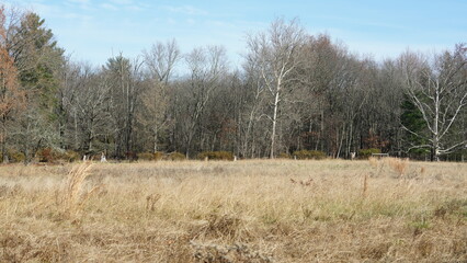 Obraz premium The wild forest view in the countryside of the city in winter