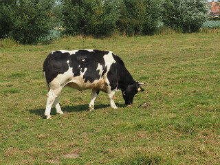 Cow