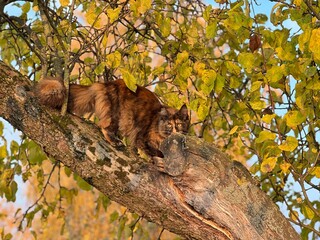 Maine Coon cat tortoiseshell climbing an apple tree on a sunny autumn day surrounded by yellow leaves on and among the branches