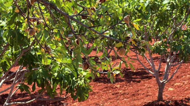 An almond tree hung with ripening green nuts against a sunny sky. Unripe green almonds hanging from the branches on a sunny day. Fresh green almond fruits on a tree, through the sun's rays. 4К