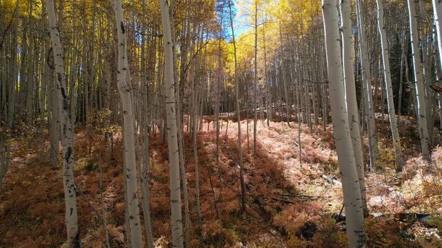Raining Yellow Leaves In A Large Aspen Forest With Red Ferns. Pan Left.