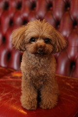 アンティークなソファーの上でポーズをとるトイプードル