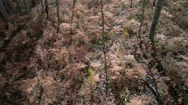 Falling Aspen Leaves On Red Ferns. Pan Up.