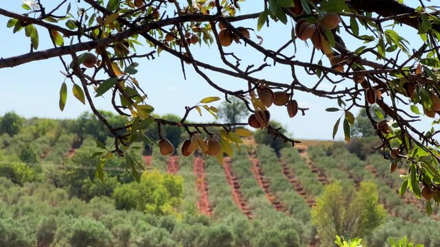An almond tree hung with ripening green nuts against a sunny sky. Unripe green almonds hanging from the branches on a sunny day. Fresh green almond fruits on a tree, through the sun's rays. 4К