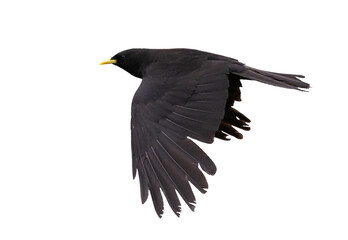 isolated yellow-billed chough in flight