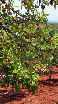 An almond tree hung with ripening green nuts against a sunny sky. Unripe green almonds hanging from the branches on a sunny day. Fresh green almond fruits on a tree, through the sun's rays. 4К