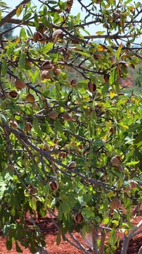An almond tree hung with ripening green nuts against a sunny sky. Unripe green almonds hanging from the branches on a sunny day. Fresh green almond fruits on a tree, through the sun's rays. 4К