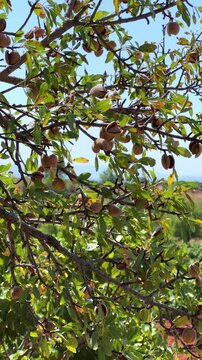 An almond tree hung with ripening green nuts against a sunny sky. Unripe green almonds hanging from the branches on a sunny day. Fresh green almond fruits on a tree, through the sun's rays. 4К