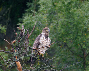 Obraz premium Close-up photo of a Red-Tailed Hawk standing on a branch near Kenai River, Cooper Landing, Kenai Peninsula, Alaska