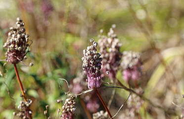 Macro image of Keeled Garlic seed heads, Norfolk England
