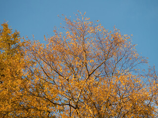 yellow autumn tree foliage