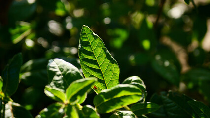 Green leaf against the light close-up, detail, leaf structure, veins, nature, summer, naturalness