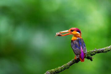 An Oriental dwarf kingfisher perched on top of a tree branch in the deep jungles on the outskirts of Panvel, Maharastra on a rainy monsoon day