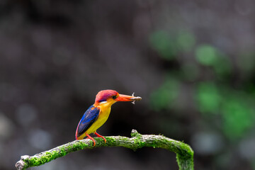 An Oriental dwarf kingfisher perched on top of a tree branch in the deep jungles on the outskirts of Panvel, Maharastra on a rainy monsoon day