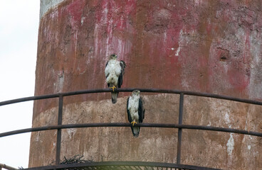 A bonelli's eagle flying away from its perched area on a water tank on the outskirts of Bhigwan, Maharastra 