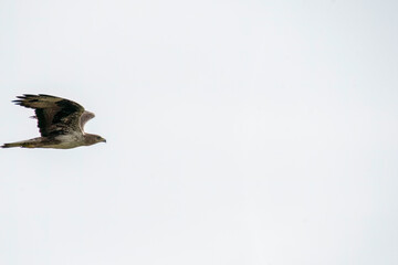 Fototapeta premium A bonelli's eagle flying away from its perched area on a water tank on the outskirts of Bhigwan, Maharastra 