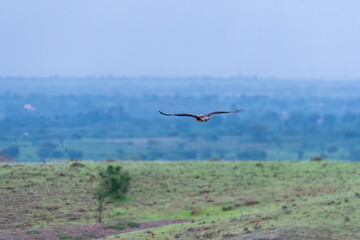 A bonelli's eagle flying away from its perched area on a water tank on the outskirts of Bhigwan, Maharastra 