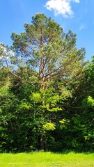Fototapeta premium A tall conifer tree surrounded by lush greenery under a clear blue sky in a serene forest setting during daytime