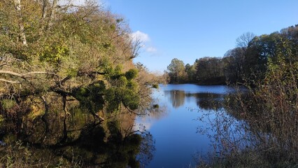 Tranquil lake surrounded by trees reflecting autumn colors in a peaceful forest setting during midday