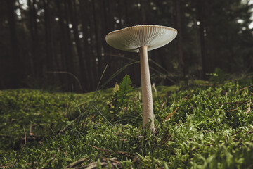 Moody - Pilz - Leuchten - Moos - Glühen - Weiß - Natur - Landschaft - Konzept - Close Up - Makro...