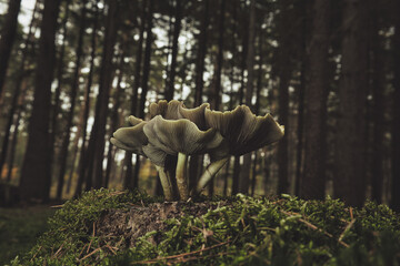 Moody - Pilz - Leuchten - Moos - Glühen - Weiß - Natur - Landschaft - Konzept - Close Up - Makro...