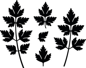 Parsley logo. Isolated parsley on white background