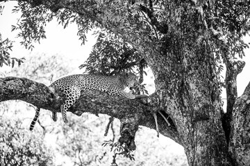 Leopard lying in a tree eating black and white photography wild life landscape