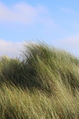 Marram grass, beach grass