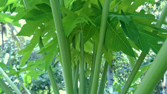 Papaya Flower Buds in a Papaya Tree with Pappaya