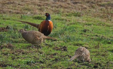 Der Hahnund sein Harem