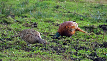 Der Hahnund sein Harem