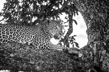 Leopard in a tree close up black and white portrait