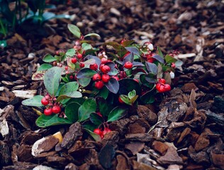 Red gaultheria berries with green leaves growing in tree bark, natural texture in a garden setting