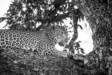 Leopard in a tree close up black and white portrait