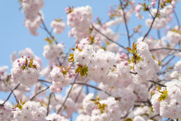 Obraz premium 満開のピンクの八重桜と青空