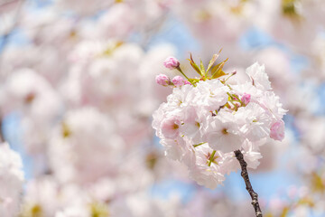 Fototapeta premium 満開のピンクの八重桜と青空