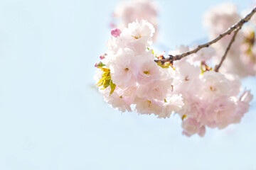 ピンクの八重桜と青空