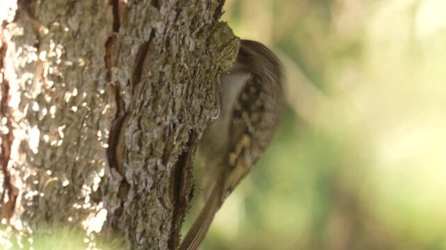 eurasian treecreeper, certhia familiaris, is looking for food at a trunk from a spruce at a autumn day