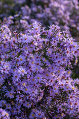 Symphyotrichum ericoides 'Blue Star'