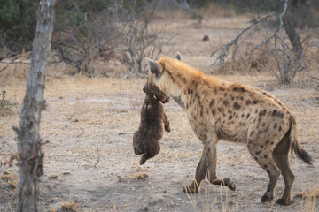 A mother Spotted Hyena carrying her cub away in its mouth, Kruger National Park. 