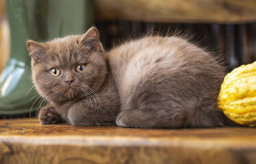 Niedliche Britisch Kurzhaar Kitten Katzenbaby