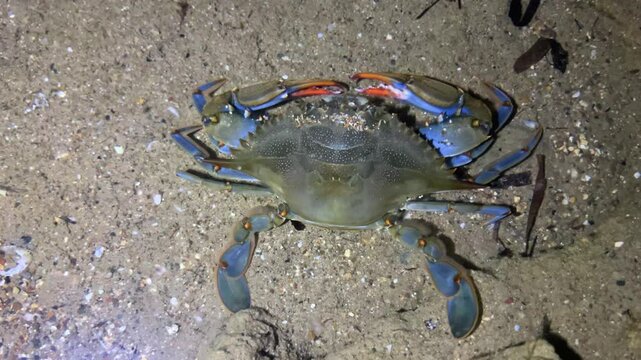A blue crab that lives in the Mediterranean Sea. The African blue floating crab is Portunus segnis. A giant blue crab at night on a sandy beach. A crab with huge claws hunts on the seashore. 4К