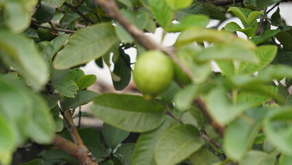  Guava is a tropical fruit with a sweet and slightly tangy taste. It has a yellow-green skin and flesh that can range from white to pink or red. The flesh is juicy and contains many small, edible seed