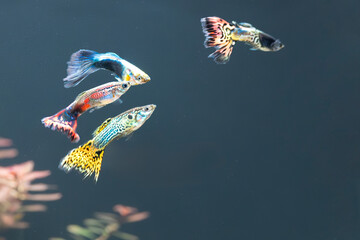 Gupik pawie oczko (Poecilia reticulata) 